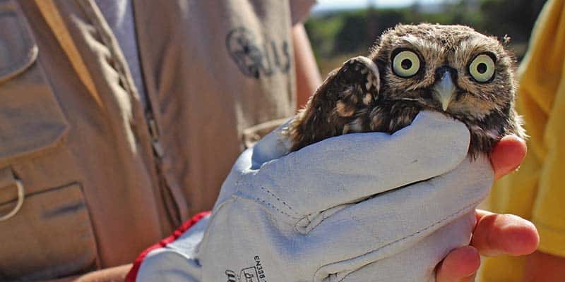 Future of Olhão’s wildlife rehabilitation centre at risk