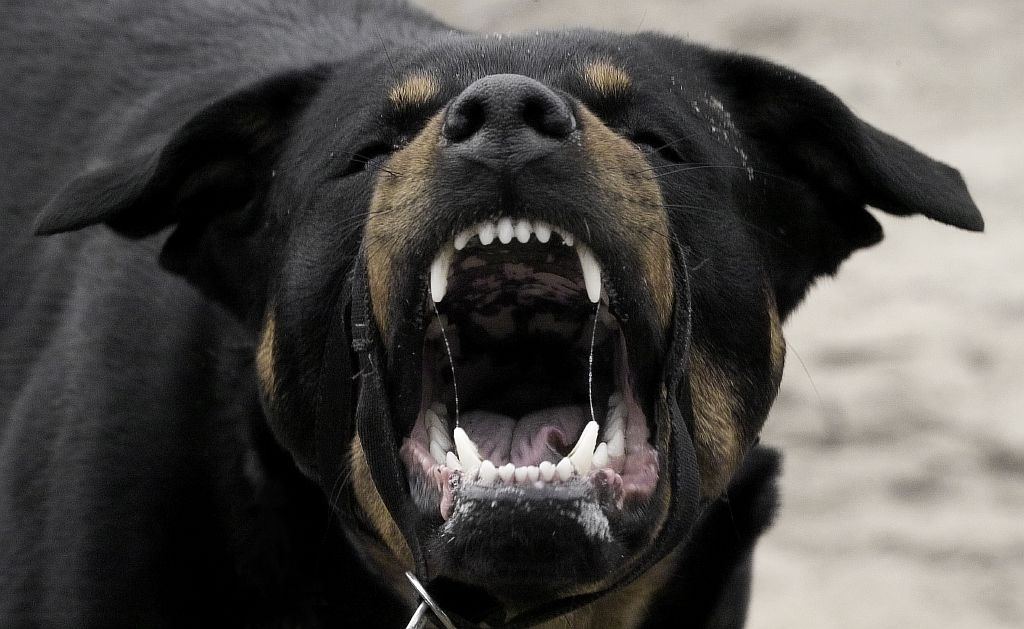 rottweiler.jpg