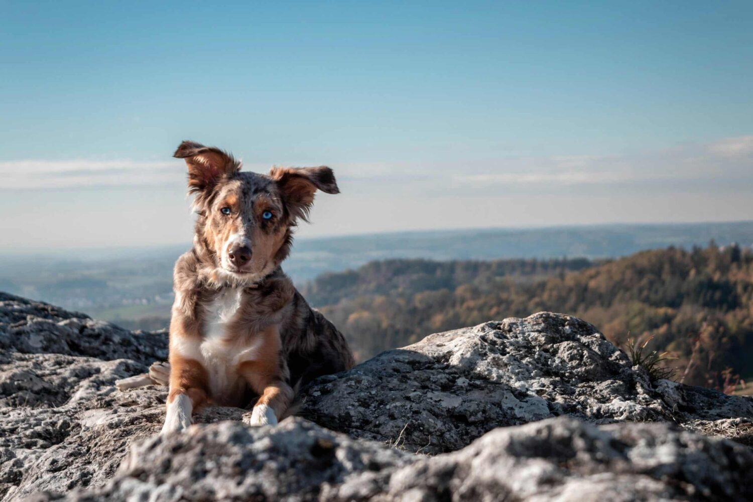 Pet Corner: A brighter life for all…