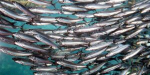 Sardines are “fleeing Algarve coast”