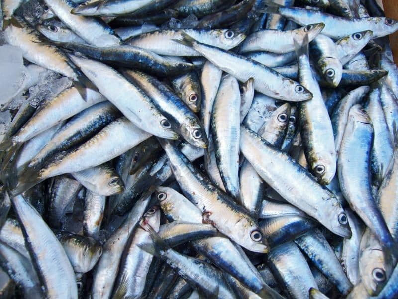 sardinhas-distribuicao-hoje.jpg