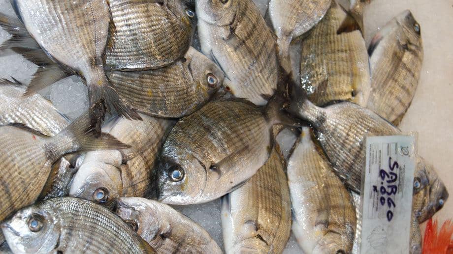 sargo-brasse-bream.jpg