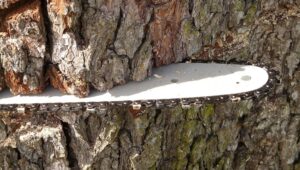 Man arrested for attacking brother with chainsaw in Odeceixe
