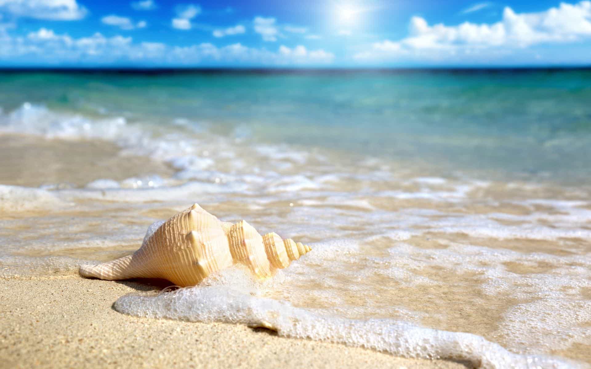 shell_on_the_beach-wide.jpg