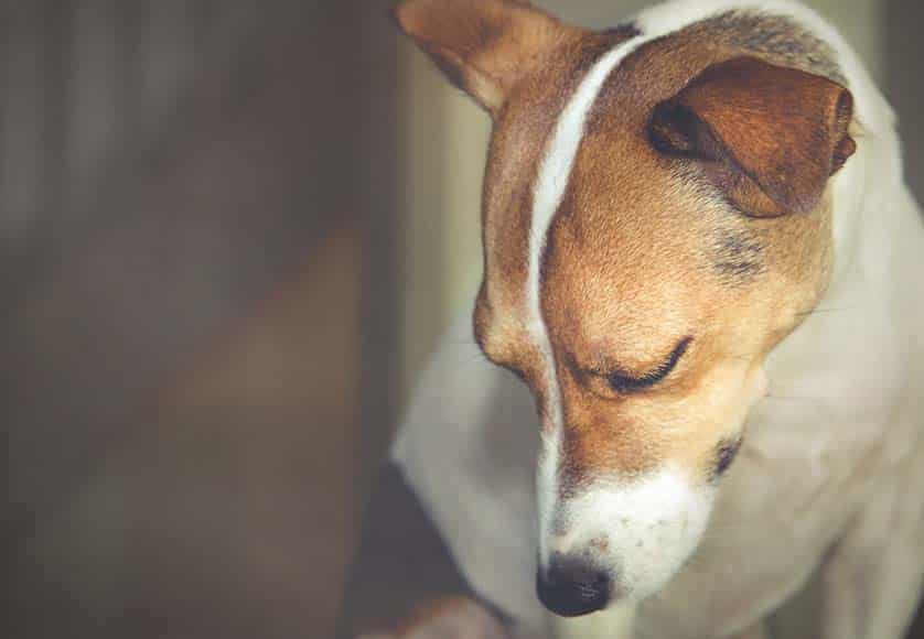 sad dog