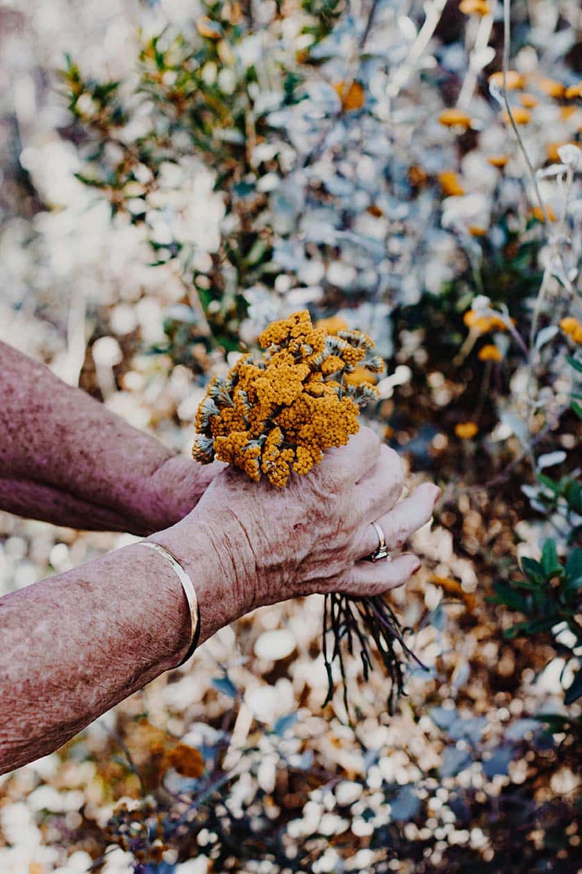 elderly hands holding flowers