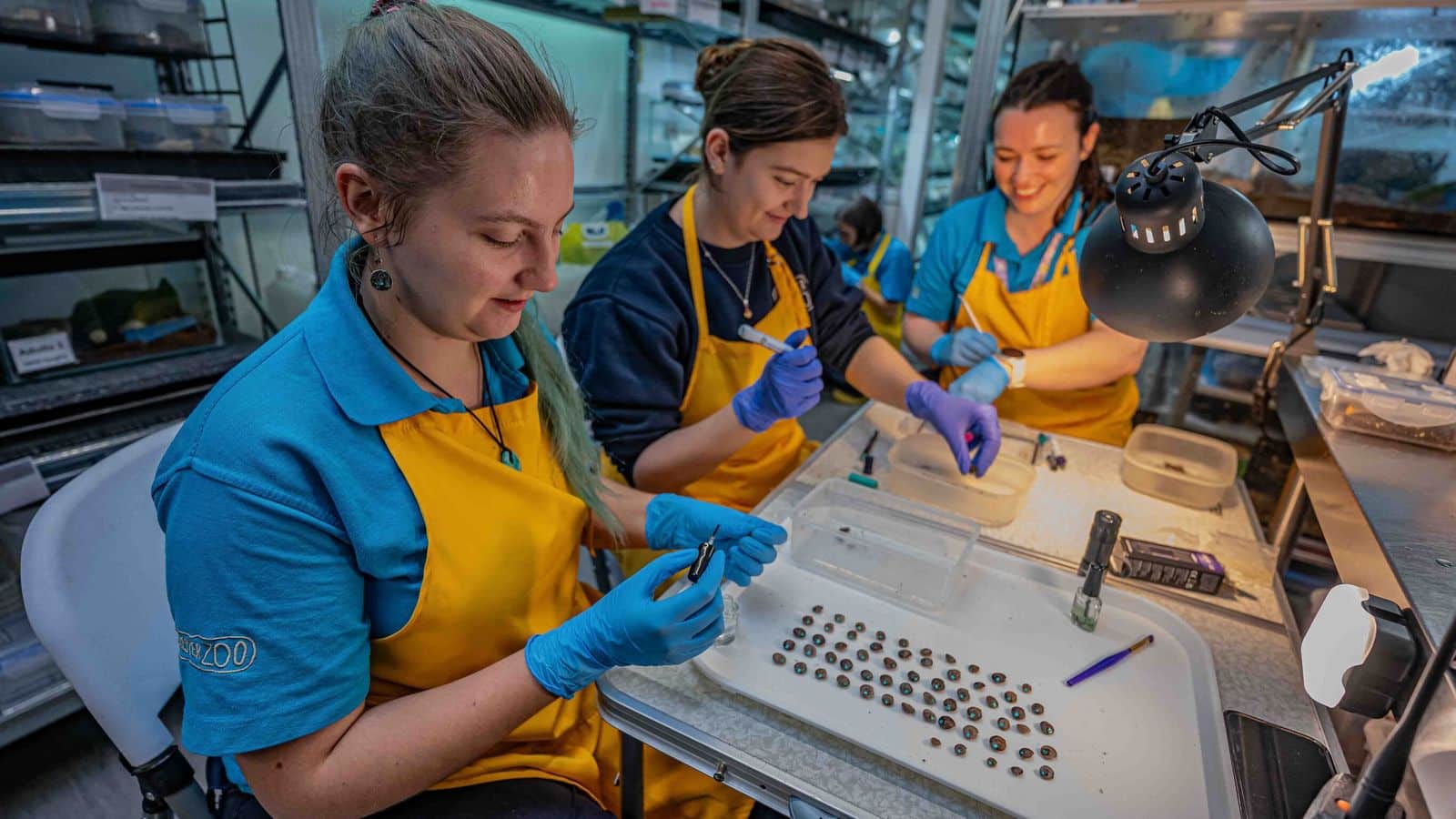 Conservationists prepare and mark the snails. Image: Chester Zoo