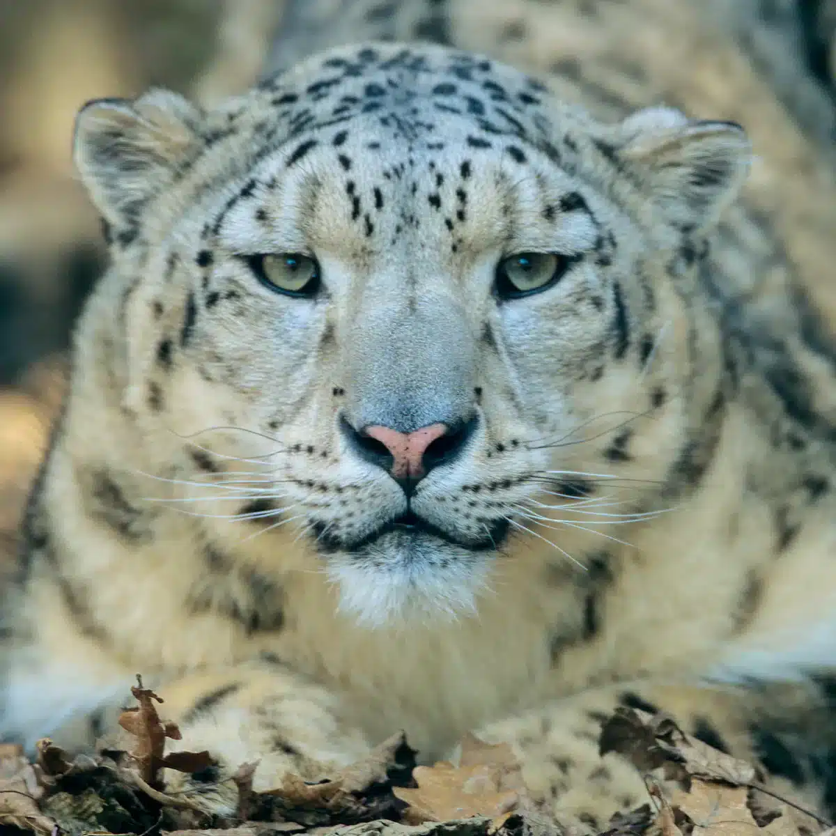 snow_leopard_poster