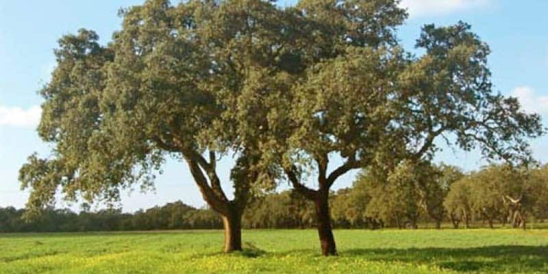 EDP under investigation for destruction of protected cork oaks in Loulé