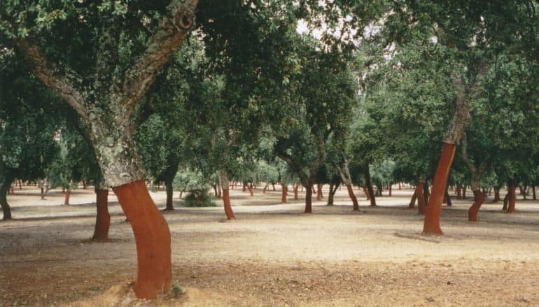 sobreiros-e1466071391309-770x439_c.jpg