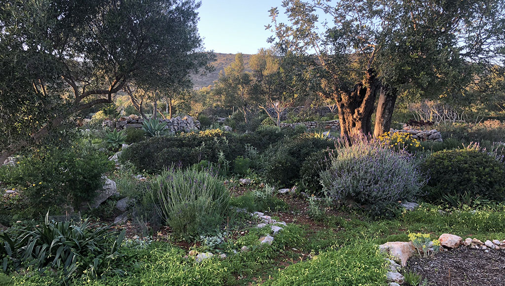 spring barrocal garden|Euphorbia dendroides summer colour|Euphorbia dendroides summer hillside|Mediterranean spring meadow|Olivier Filippi garden silver view|Phlomis summer foliage|Sternbergia lutea|Under the pines
