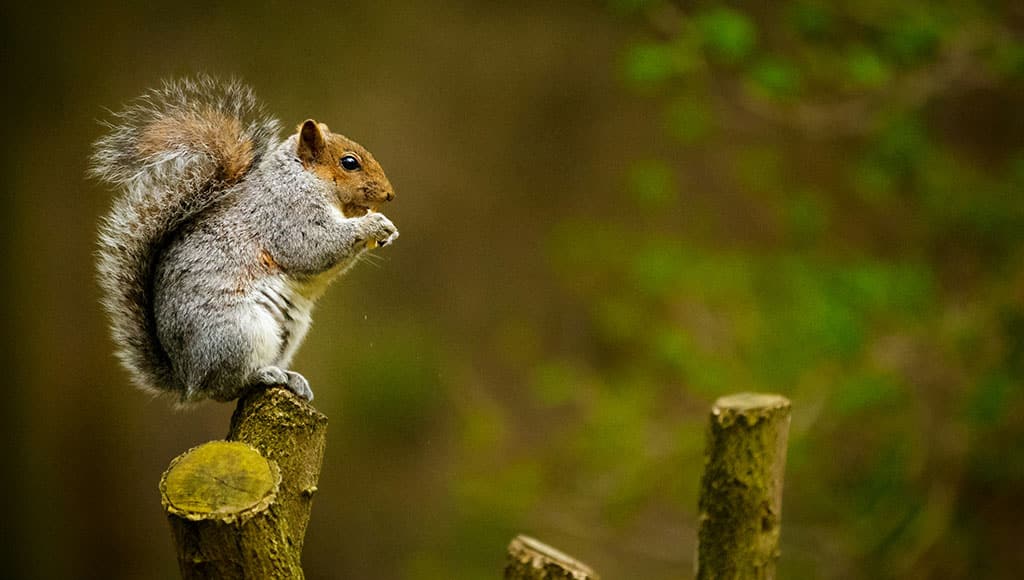squirrel - shane-young-unsplash