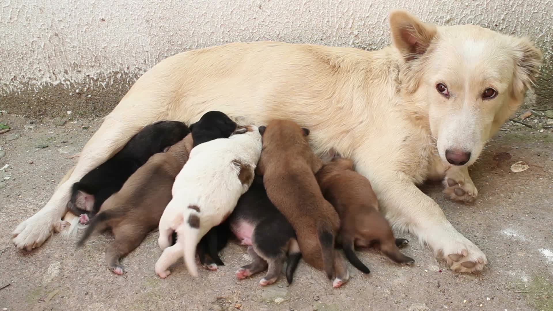 stray_dog.jpg