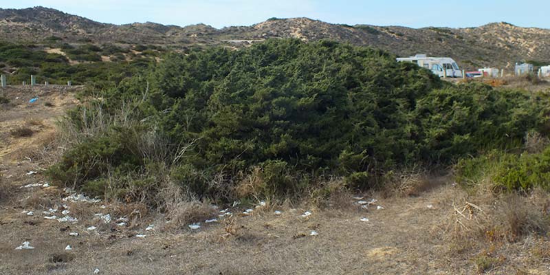 The appalling sight that greeted me on my walk in the dunes at Carrapateira. This behaviour is illegal
