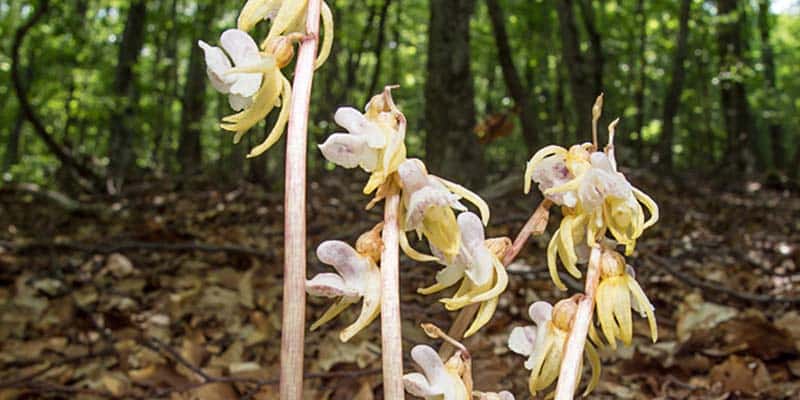 The Ghost Orchid Epipogium aphyllum