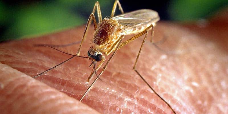 Ouch! A reverse blood transfusion performed by a female mosquito