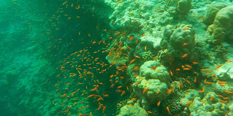 Colourful little reef fishes that feed on algae and seaweed