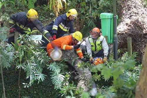 Archive image, from our story: https://www.portugalresident.com/madeiran-forestry-expert-claims-there-was-manipulation-of-evidence-in-case-of-tree-that-fell-killing-13/