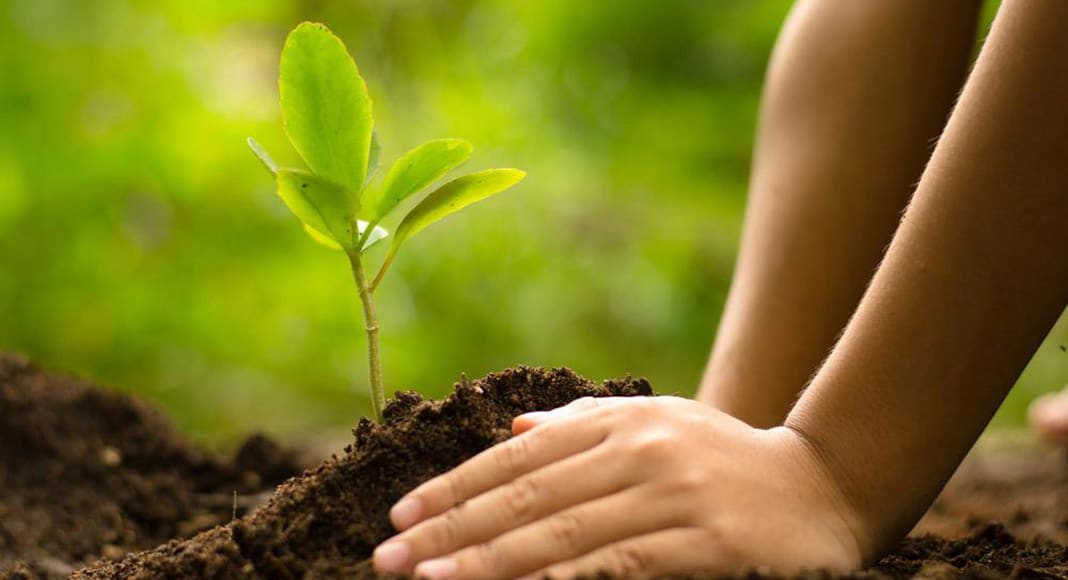 Zoomarine and Algar team up to plant 42,000 trees in Algarve
