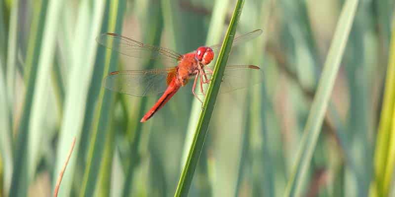 Insect decline and what gardeners can do about it