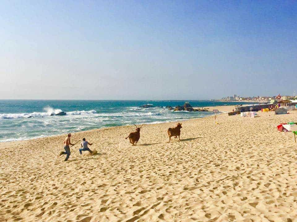 vacas_a_solta.jpg
