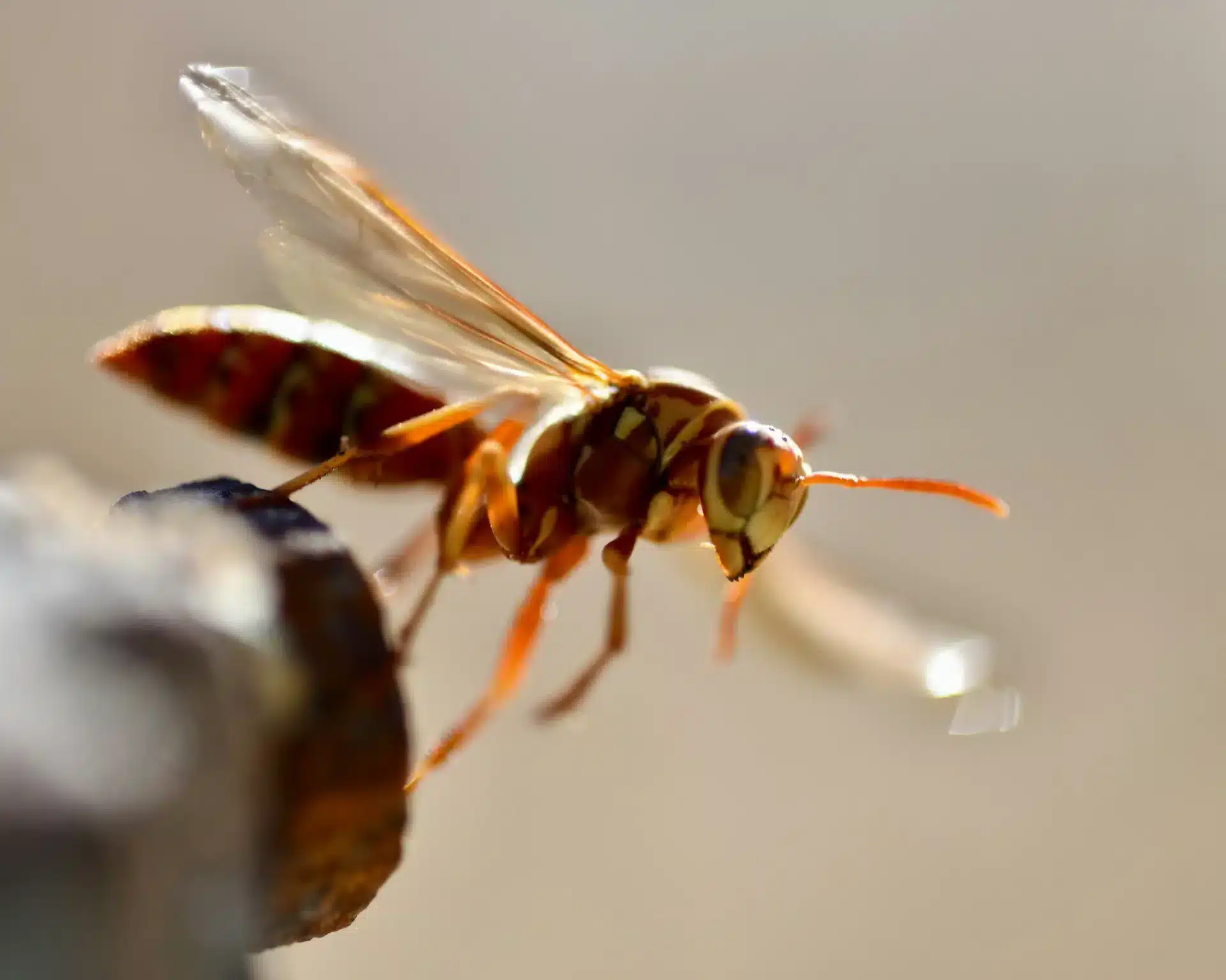 New invasive hornet species “at Portugal’s door”