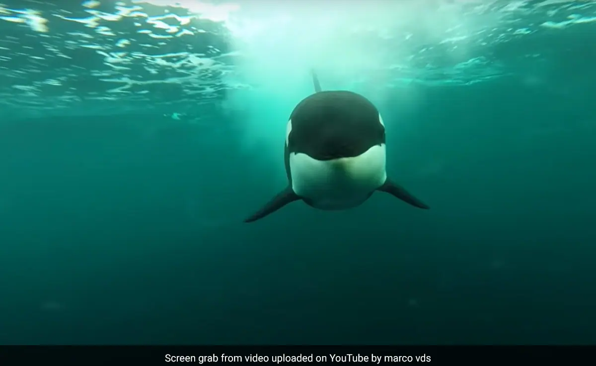 Archive image of an orca chasing a speedboat