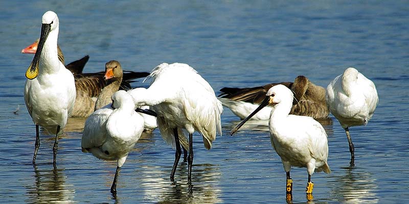 Keeping up with the Spoonbills