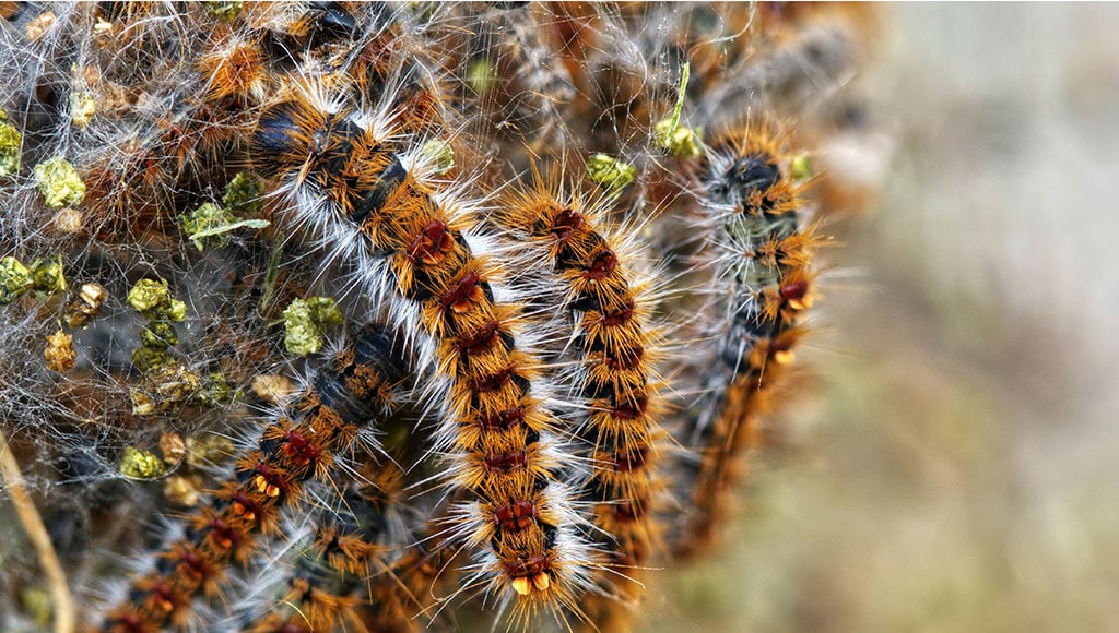 Processionary caterpillars