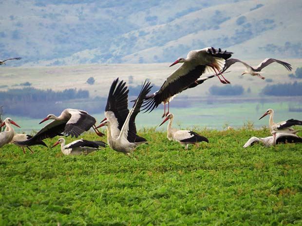 white-storks.jpg