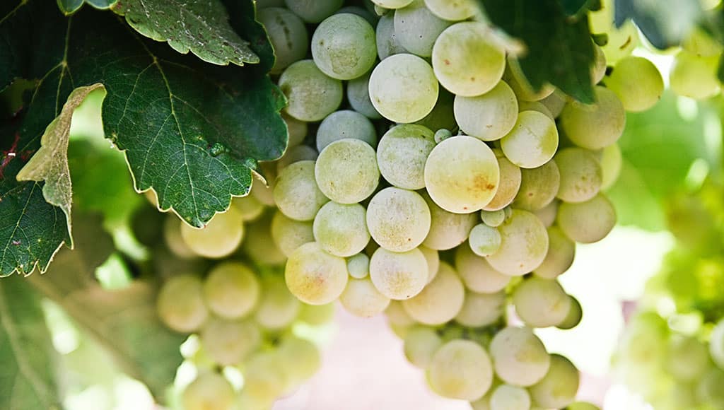 white-wine-quinta-dos-vales-algarve|quinta-dos-vales-wine-algarve-winemaker-experience|quinta-dos-vales-wine-estate-vineyards-algarve|red-wine-quinta-dos-vales-algarve