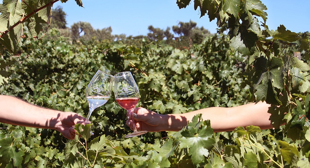 wine-vineyards-quinta-dos-vales|Summer wine-syrah-viogner-Quinta dos Vales|Vineyard Cabernet Sauvignon-Algarve Quinta dos Vales|white wine algarve quinta dos vales