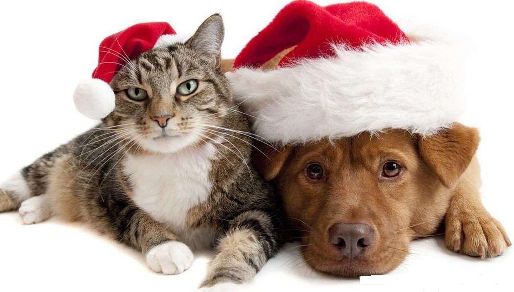 xmas_cat_and_dog.jpg