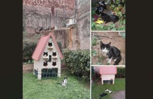 Pet Corner: APAA – proving a point