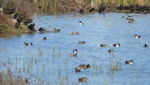 Alagoas Brancas hosts special event on World Wetlands Day