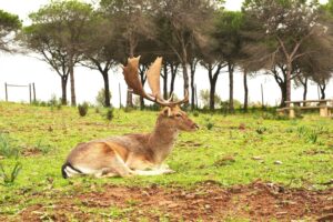 The deer of Tavira: a hidden sanctuary in the eastern Algarve