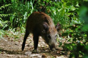 Pet Corner – Kill in the name of ‘cull’
