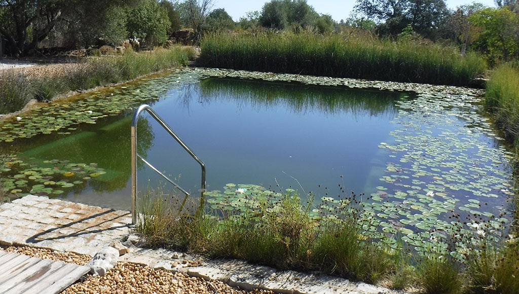 Pond view - September 2024