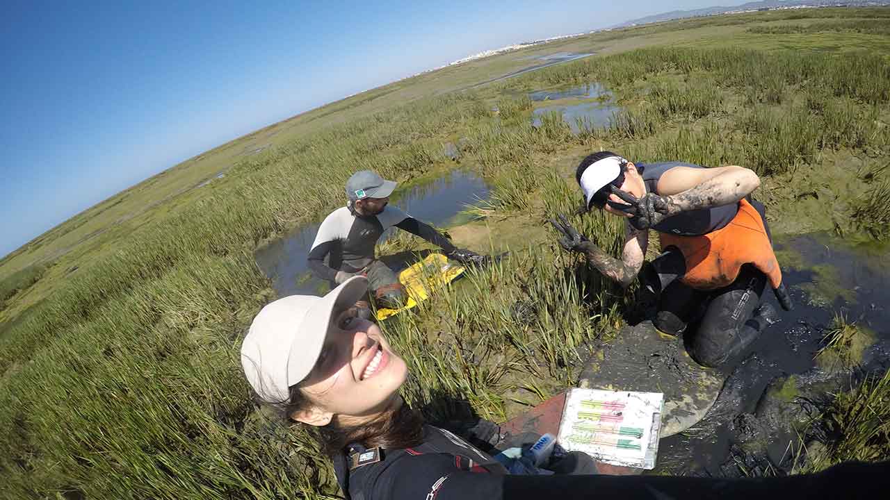 An earlier initiative, also aimed at measuring carbon capture in the Ria, but using teabags... (https://www.barlavento.pt/saquetas-de-cha-medem-armazenamento-de-carbono-na-ria-formosa/)