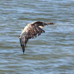 Birding society celebrates ‘milestone’ court victory
