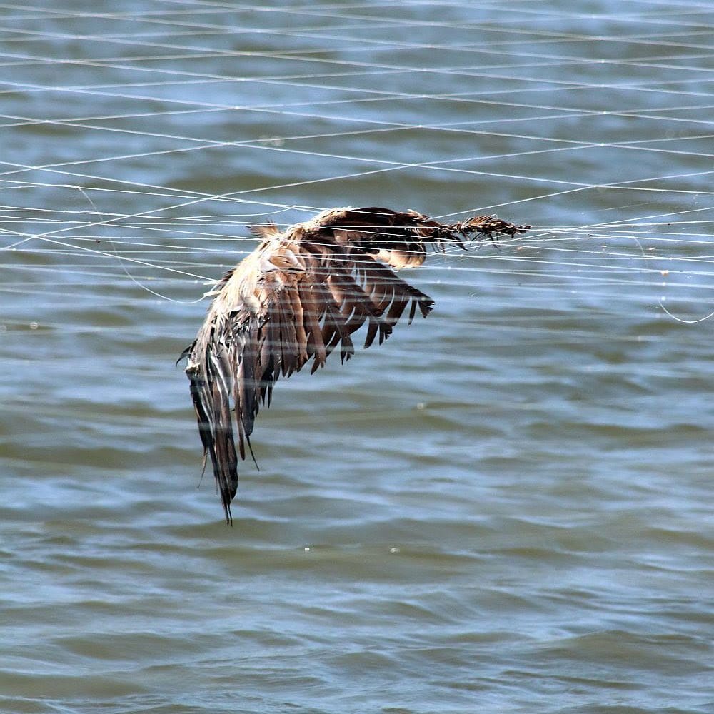 Birding society celebrates ‘milestone’ court victory