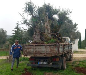 A guide to rescuing ancient olive trees