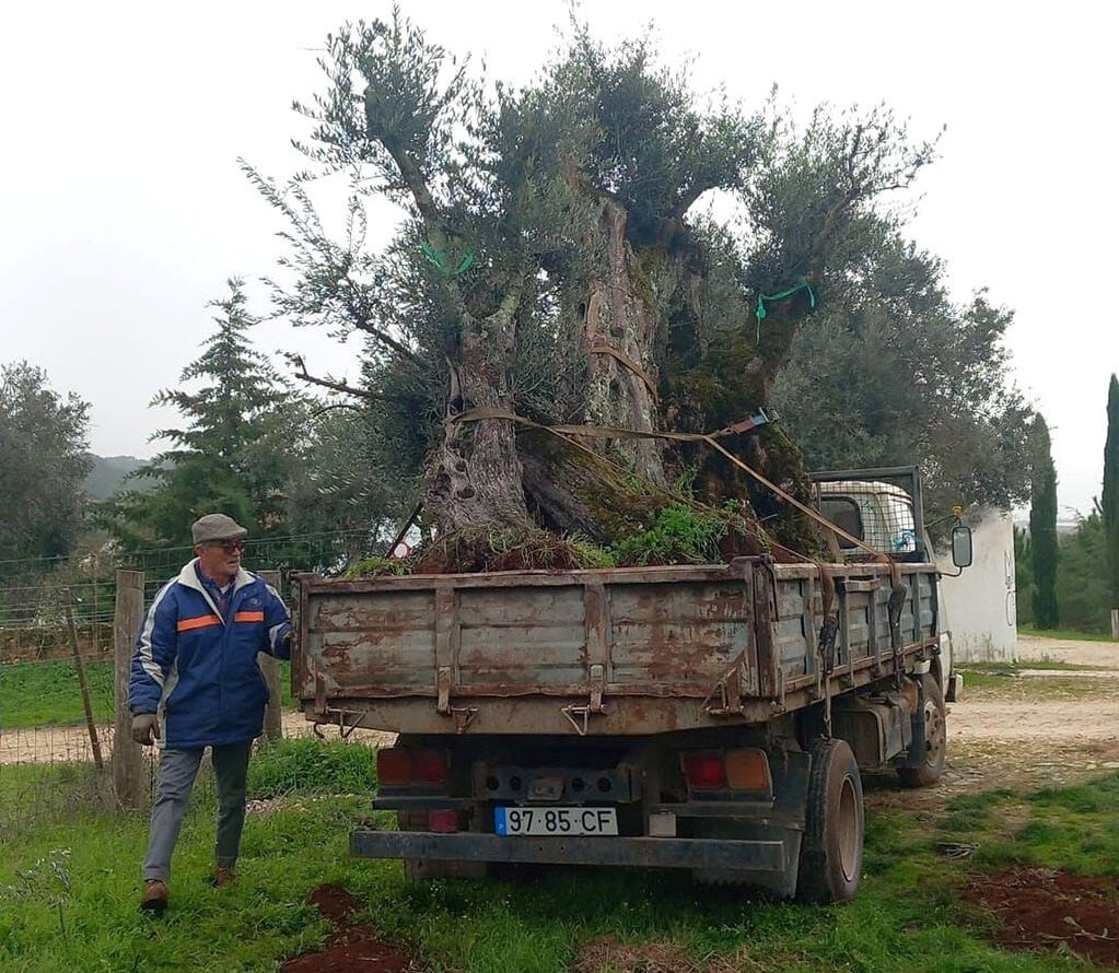 The olive trees arriving to our farm from the grove that was destroyed