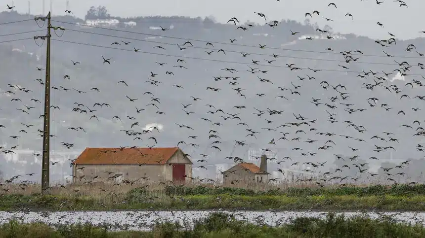 Tejo river at risk of ‘bursting its banks’