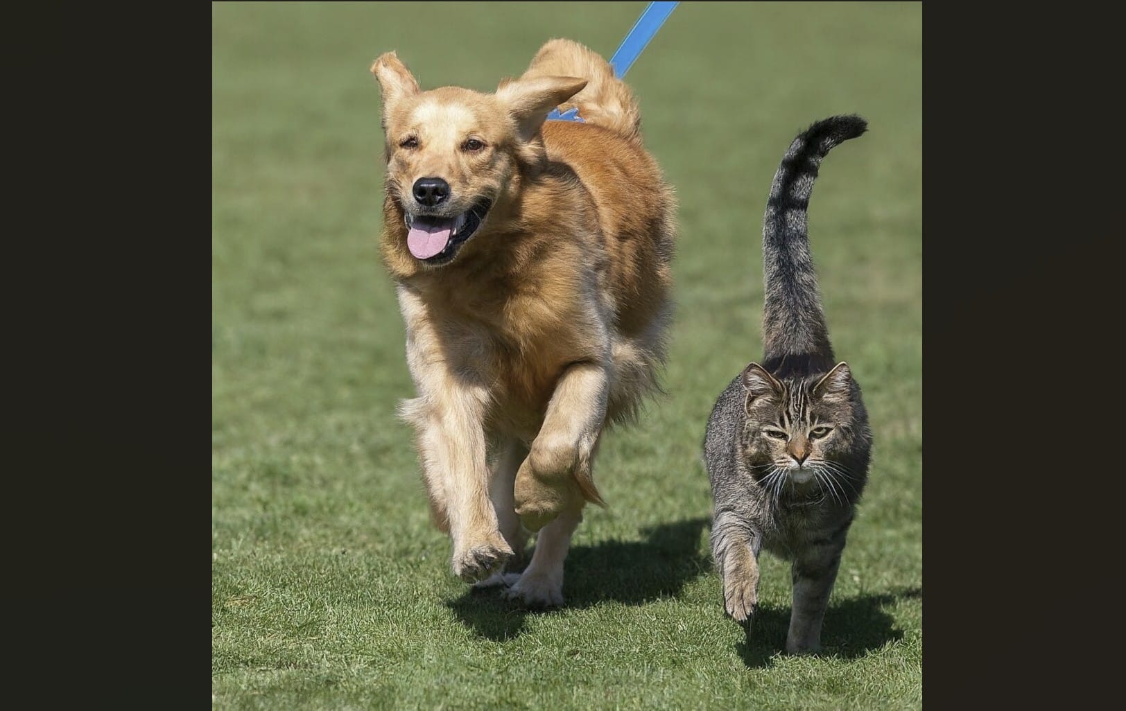 APAA dog and cat