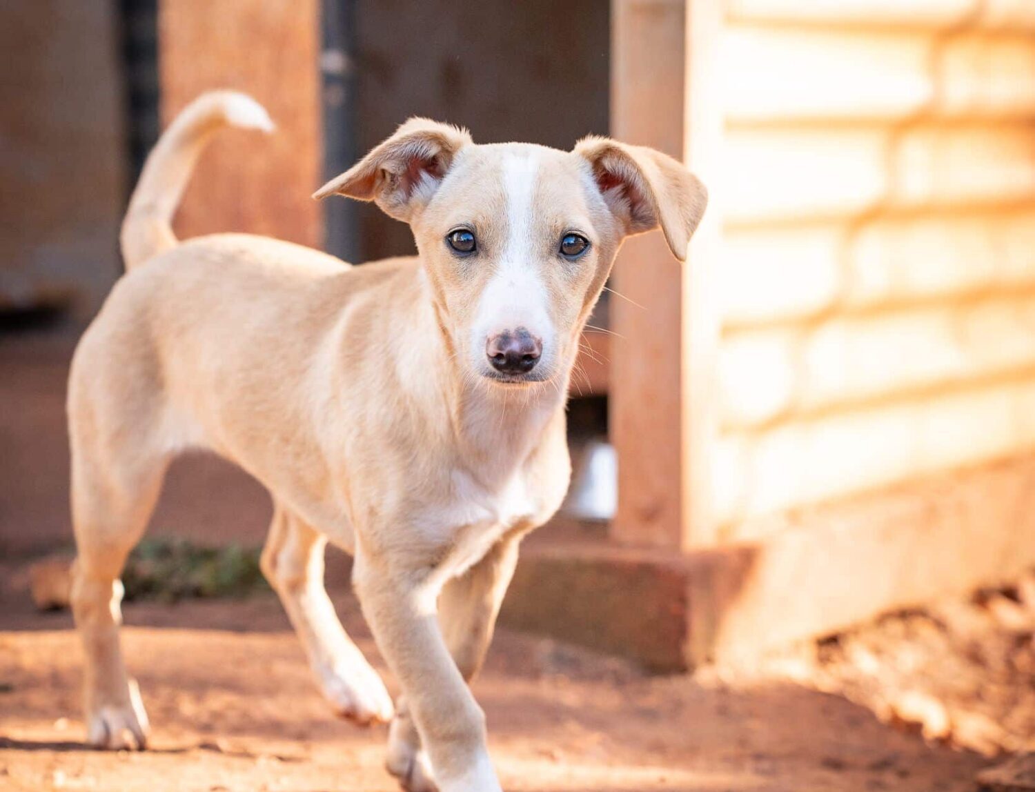Cadela Carlota - Puppy