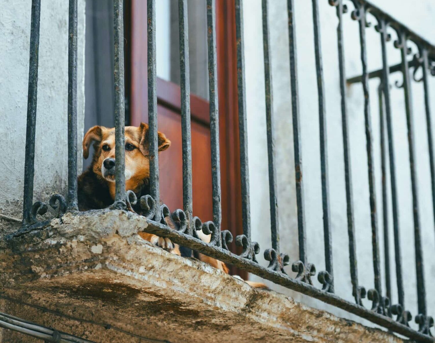Dog on balcony (Jakub-flis-unsplash)