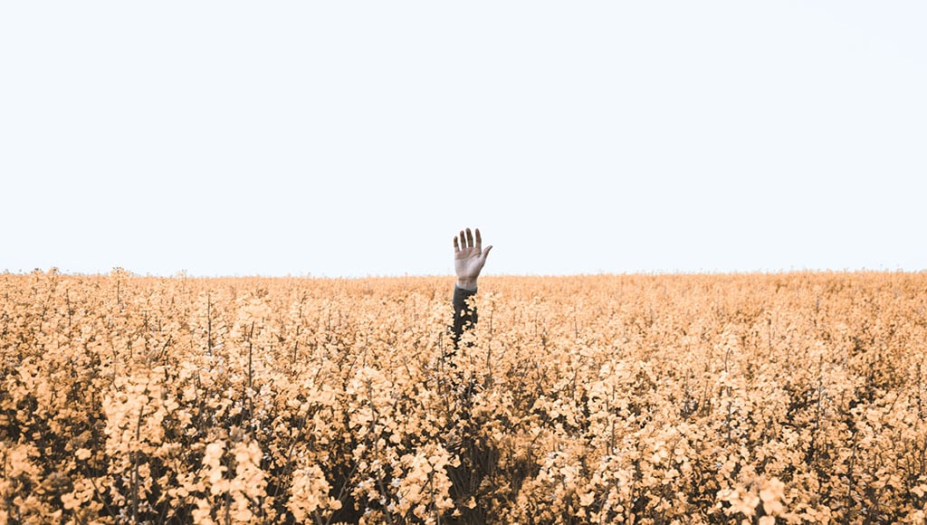 Lost and found (Daniel Jensen-unsplash)