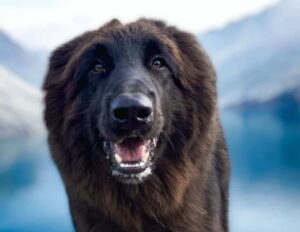 Santa Bárbara Animal Help – rescuing dogs in need