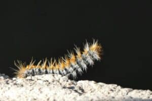Beware of the processionary caterpillars